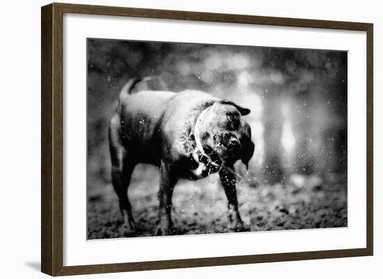 A Small Dog-Clive Nolan-Framed Photographic Print