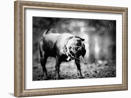 A Small Dog-Clive Nolan-Framed Photographic Print