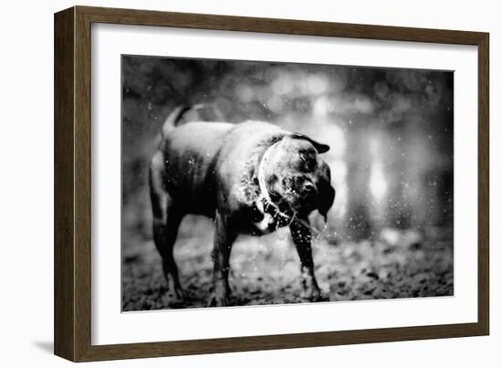 A Small Dog-Clive Nolan-Framed Photographic Print