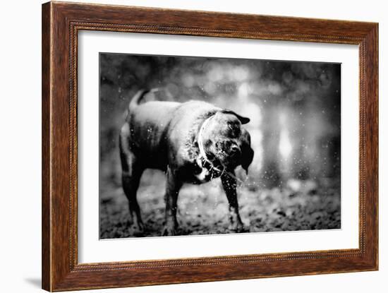 A Small Dog-Clive Nolan-Framed Photographic Print