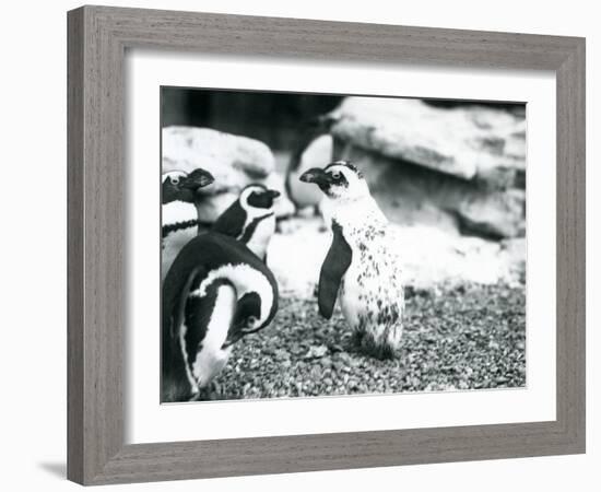 A Small Group of Black-Footed Penguins-Frederick William Bond-Framed Photographic Print