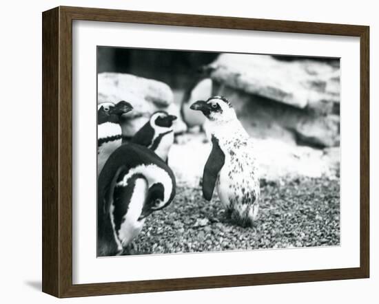 A Small Group of Black-Footed Penguins-Frederick William Bond-Framed Photographic Print