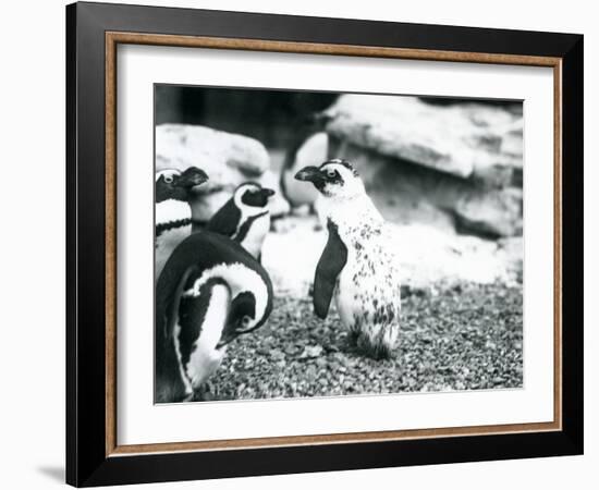 A Small Group of Black-Footed Penguins-Frederick William Bond-Framed Photographic Print