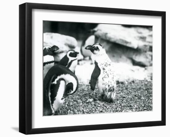 A Small Group of Black-Footed Penguins-Frederick William Bond-Framed Photographic Print