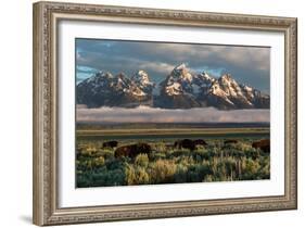 A Small Herd Of Bison Grazing Below The Teton Mountains In Jackson Hole. Grand Teton NP, Wyoming-Mike Cavaroc-Framed Photographic Print