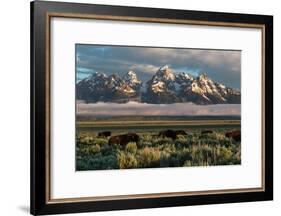 A Small Herd Of Bison Grazing Below The Teton Mountains In Jackson Hole. Grand Teton NP, Wyoming-Mike Cavaroc-Framed Photographic Print