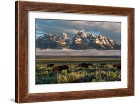 A Small Herd Of Bison Grazing Below The Teton Mountains In Jackson Hole. Grand Teton NP, Wyoming-Mike Cavaroc-Framed Photographic Print
