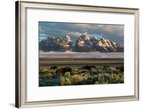 A Small Herd Of Bison Grazing Below The Teton Mountains In Jackson Hole. Grand Teton NP, Wyoming-Mike Cavaroc-Framed Photographic Print