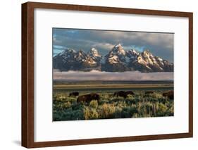 A Small Herd Of Bison Grazing Below The Teton Mountains In Jackson Hole. Grand Teton NP, Wyoming-Mike Cavaroc-Framed Photographic Print