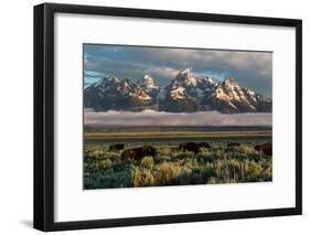 A Small Herd Of Bison Grazing Below The Teton Mountains In Jackson Hole. Grand Teton NP, Wyoming-Mike Cavaroc-Framed Photographic Print
