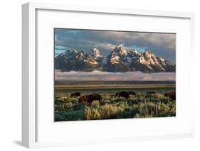 A Small Herd Of Bison Grazing Below The Teton Mountains In Jackson Hole. Grand Teton NP, Wyoming-Mike Cavaroc-Framed Photographic Print