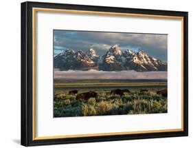 A Small Herd Of Bison Grazing Below The Teton Mountains In Jackson Hole. Grand Teton NP, Wyoming-Mike Cavaroc-Framed Photographic Print