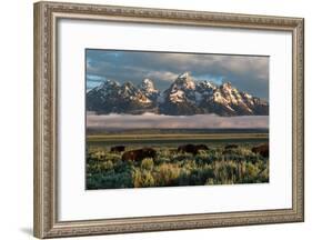 A Small Herd Of Bison Grazing Below The Teton Mountains In Jackson Hole. Grand Teton NP, Wyoming-Mike Cavaroc-Framed Photographic Print