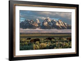A Small Herd Of Bison Grazing Below The Teton Mountains In Jackson Hole. Grand Teton NP, Wyoming-Mike Cavaroc-Framed Photographic Print