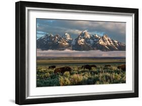 A Small Herd Of Bison Grazing Below The Teton Mountains In Jackson Hole. Grand Teton NP, Wyoming-Mike Cavaroc-Framed Photographic Print