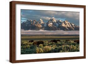 A Small Herd Of Bison Grazing Below The Teton Mountains In Jackson Hole. Grand Teton NP, Wyoming-Mike Cavaroc-Framed Photographic Print