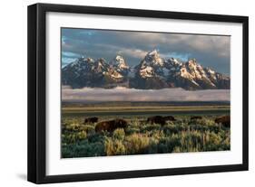A Small Herd Of Bison Grazing Below The Teton Mountains In Jackson Hole. Grand Teton NP, Wyoming-Mike Cavaroc-Framed Photographic Print