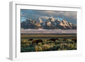 A Small Herd Of Bison Grazing Below The Teton Mountains In Jackson Hole. Grand Teton NP, Wyoming-Mike Cavaroc-Framed Photographic Print