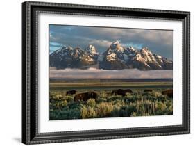 A Small Herd Of Bison Grazing Below The Teton Mountains In Jackson Hole. Grand Teton NP, Wyoming-Mike Cavaroc-Framed Photographic Print