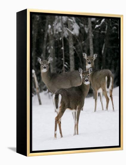 A Small Herd of White-Tailed Deer Wait at the Edge of the Woods-null-Framed Premier Image Canvas