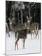 Premium Photographic Print