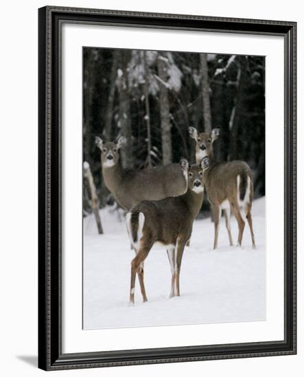 A Small Herd of White-Tailed Deer Wait at the Edge of the Woods-null-Framed Photographic Print