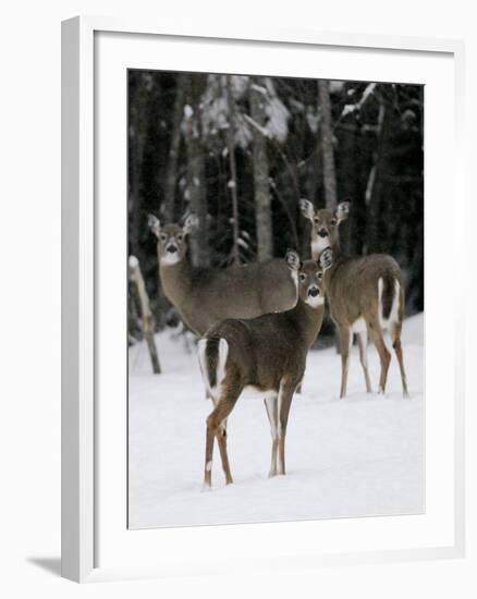 A Small Herd of White-Tailed Deer Wait at the Edge of the Woods-null-Framed Photographic Print