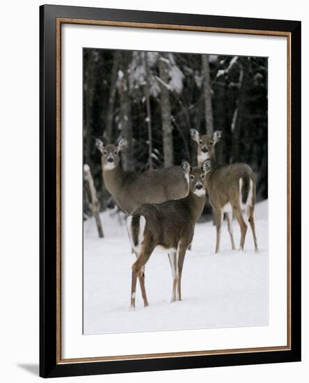 A Small Herd of White-Tailed Deer Wait at the Edge of the Woods-null-Framed Photographic Print