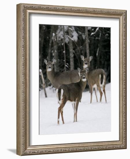 A Small Herd of White-Tailed Deer Wait at the Edge of the Woods-null-Framed Photographic Print