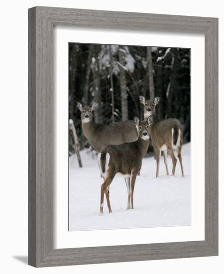 A Small Herd of White-Tailed Deer Wait at the Edge of the Woods-null-Framed Photographic Print