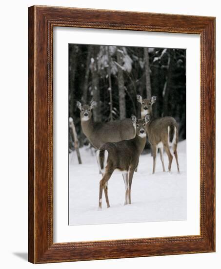 A Small Herd of White-Tailed Deer Wait at the Edge of the Woods-null-Framed Photographic Print