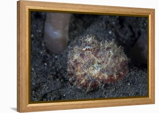 A Small Octopus Sits Camouflaged on a Sandy Seafloor-Stocktrek Images-Framed Premier Image Canvas