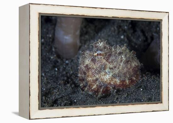 A Small Octopus Sits Camouflaged on a Sandy Seafloor-Stocktrek Images-Framed Premier Image Canvas