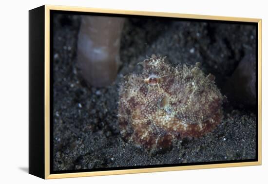 A Small Octopus Sits Camouflaged on a Sandy Seafloor-Stocktrek Images-Framed Premier Image Canvas