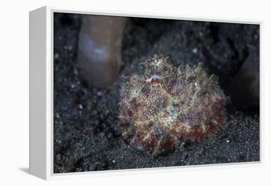 A Small Octopus Sits Camouflaged on a Sandy Seafloor-Stocktrek Images-Framed Premier Image Canvas