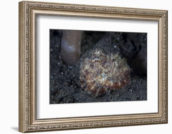 A Small Octopus Sits Camouflaged on a Sandy Seafloor-Stocktrek Images-Framed Photographic Print