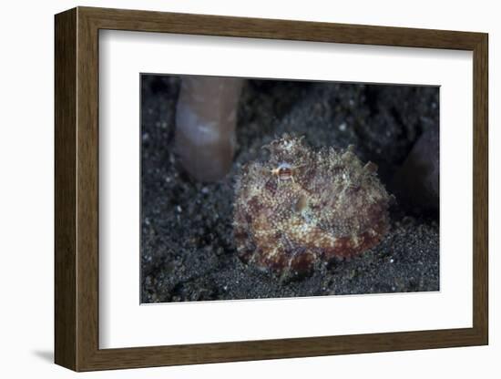 A Small Octopus Sits Camouflaged on a Sandy Seafloor-Stocktrek Images-Framed Photographic Print