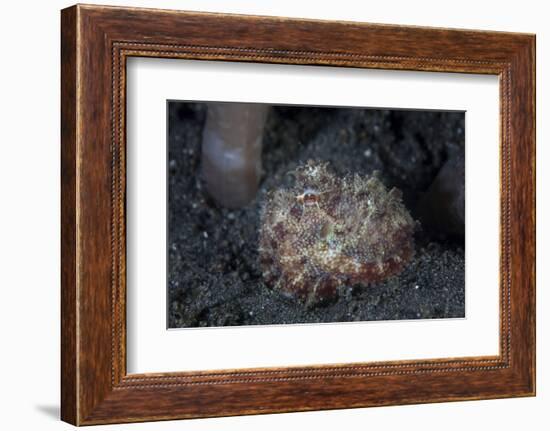 A Small Octopus Sits Camouflaged on a Sandy Seafloor-Stocktrek Images-Framed Photographic Print