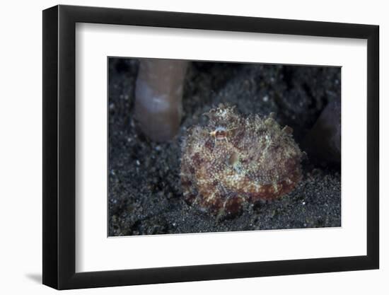 A Small Octopus Sits Camouflaged on a Sandy Seafloor-Stocktrek Images-Framed Photographic Print