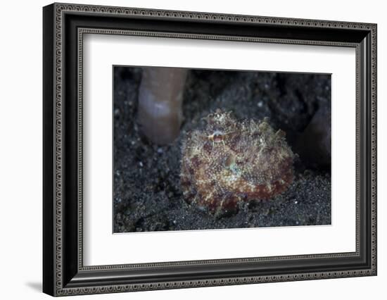 A Small Octopus Sits Camouflaged on a Sandy Seafloor-Stocktrek Images-Framed Photographic Print