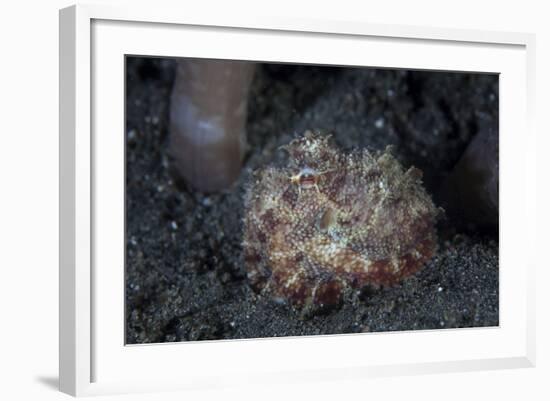 A Small Octopus Sits Camouflaged on a Sandy Seafloor-Stocktrek Images-Framed Photographic Print