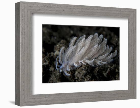 A Small Solar-Powered Nudibranch on the Seafloor-Stocktrek Images-Framed Photographic Print