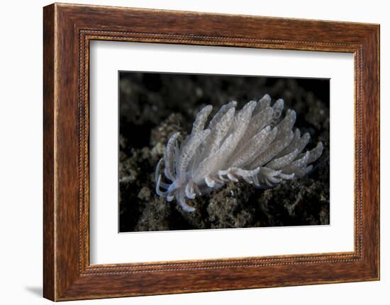 A Small Solar-Powered Nudibranch on the Seafloor-Stocktrek Images-Framed Photographic Print