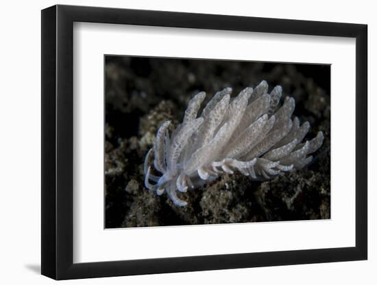 A Small Solar-Powered Nudibranch on the Seafloor-Stocktrek Images-Framed Photographic Print