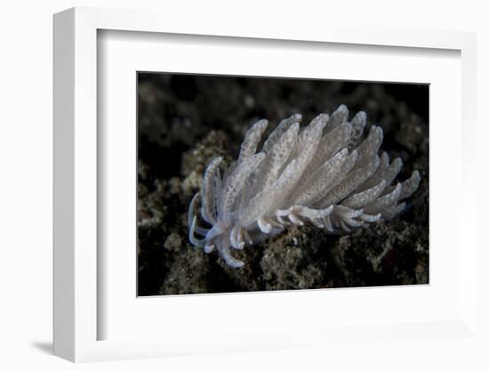 A Small Solar-Powered Nudibranch on the Seafloor-Stocktrek Images-Framed Photographic Print