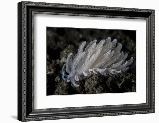 A Small Solar-Powered Nudibranch on the Seafloor-Stocktrek Images-Framed Photographic Print