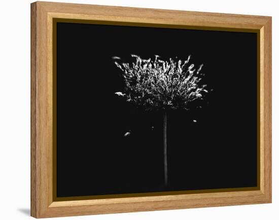 A Small Solitary Tree-Henriette Lund Mackey-Framed Premier Image Canvas