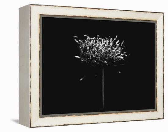 A Small Solitary Tree-Henriette Lund Mackey-Framed Premier Image Canvas