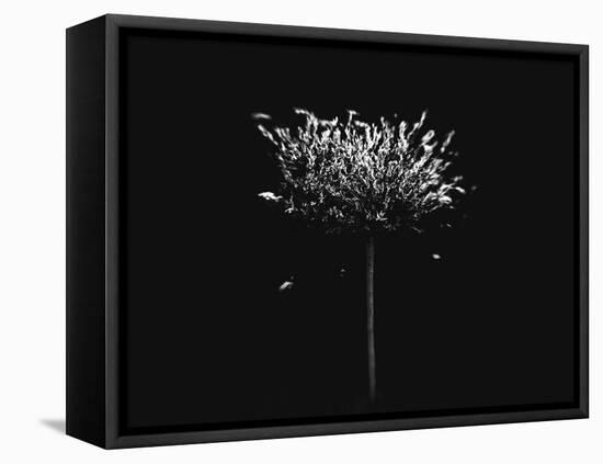 A Small Solitary Tree-Henriette Lund Mackey-Framed Premier Image Canvas