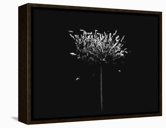 A Small Solitary Tree-Henriette Lund Mackey-Framed Premier Image Canvas